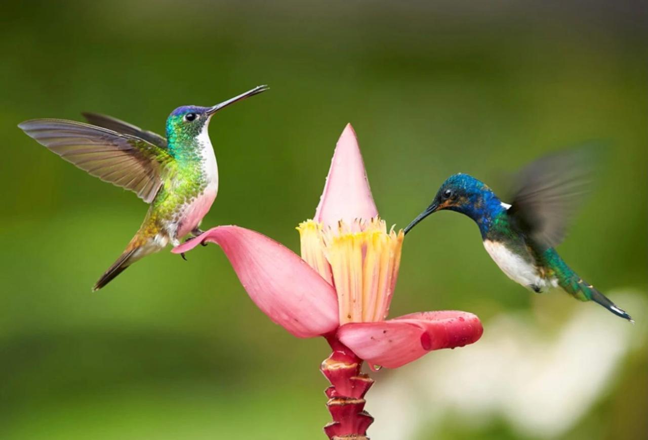 Hummingbird Retreat - Luxury Oceanview Apt, 7-Minute Walk To Beach Ocho Rios Exterior foto